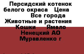 Персидский котенок белого окраса › Цена ­ 35 000 - Все города Животные и растения » Кошки   . Ямало-Ненецкий АО,Муравленко г.